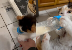 とってもかわいい子猫もごはんを取られそうになったら怒るし必死になります！哺乳瓶を見つけた子猫でしたが・・【海外・動画】
