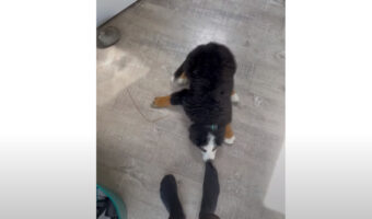 「行っちゃヤダ！」飼い主さんと一緒にいたいバーニーズの子犬は、お出かけされないように必死でひきとめます！！【海外・動画】