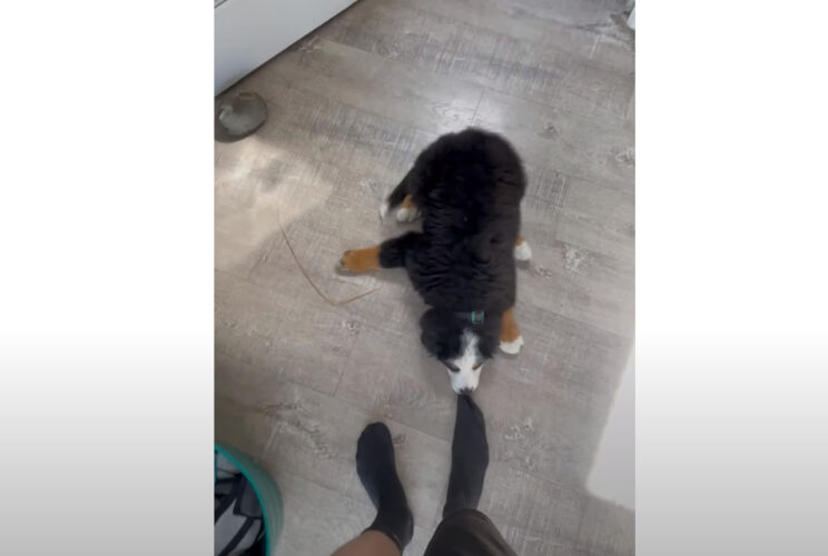 「行っちゃヤダ！」飼い主さんと一緒にいたいバーニーズの子犬は、お出かけされないように必死でひきとめます！！【海外・動画】