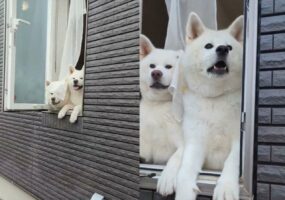 外の様子が気になる！？交代で窓から外を覗く秋田犬たちがかわいすぎる！