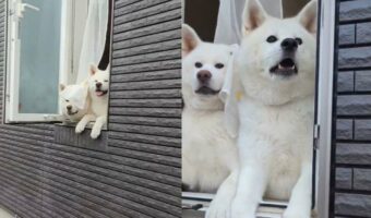 外の様子が気になる!?交代で窓から外を覗く秋田犬たちがかわいすぎる!