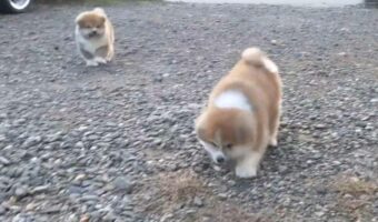 秋田犬の子犬たちの走り方がかわいすぎて大問題だと話題に!「ぽてぽてしてる」「これはかなり大問題」