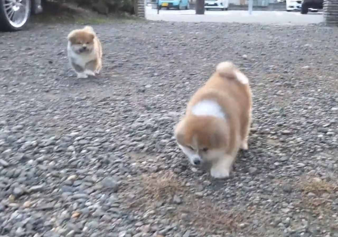 秋田犬の子犬たちの走り方がかわいすぎて大問題だと話題に!「ぽてぽてしてる」「これはかなり大問題」