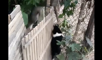 元気過ぎる子犬たち。みんな金網をよじのぼって柵を乗り越え・・脱出しちゃった!!