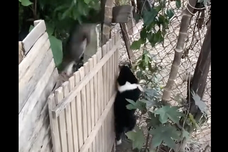 元気過ぎる子犬たち。みんな金網をよじのぼって柵を乗り越え・・脱出しちゃった！！