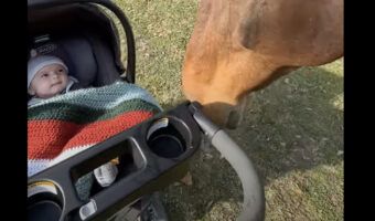 ベビーカーに乗っておさんぽをする赤ちゃんを見守る意外な影!赤ちゃんを愛でたくて仕方ないみたいですが・・【アメリカ・動画】
