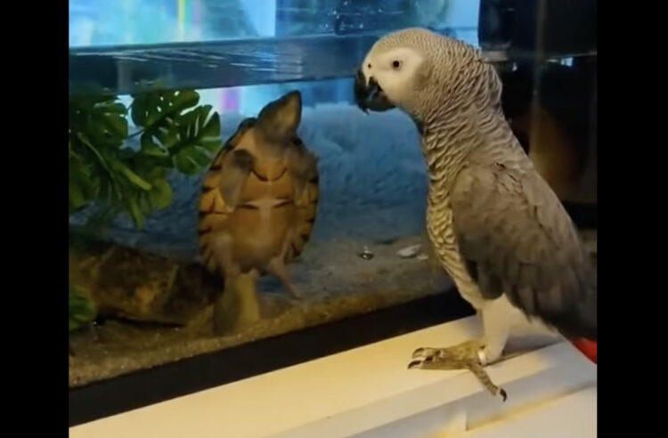 お友達が気になる様子のヨウム。そのお友達がいるのは・・水槽の中！？