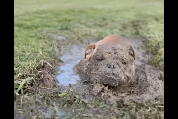 泥浴びをするブルドッグ。ぬかるみに入り込んでゴロゴロしたから・・全身すっかり泥まみれ！！【アメリカ・動画】