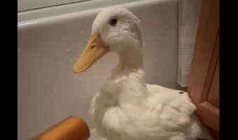 お風呂上がりにドライヤーをかけてもらうアヒル。気持ちいいのか、どんどん体を下げてくるのがかわいい!!【アメリカ・動画】