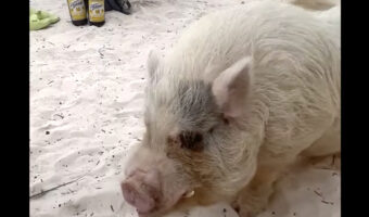 メキシコ・シュプハのビーチで一番視線を集めるのはこの子！目の前にやって来たのは・・ビーチの人気者なブタさんです！！