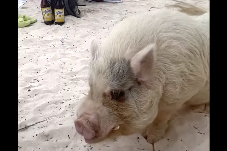 メキシコ・シュプハのビーチで一番視線を集めるのはこの子！目の前にやって来たのは・・ビーチの人気者なブタさんです！！