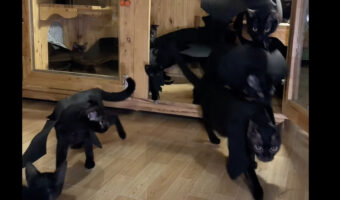 コウモリの仮装をする黒猫たち。飼い主さんの手作り衣装がみんな似合っていてかわいい!!