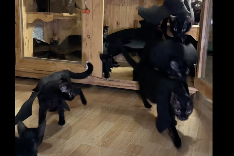 コウモリの仮装をする黒猫たち。飼い主さんの手作り衣装がみんな似合っていてかわいい！！