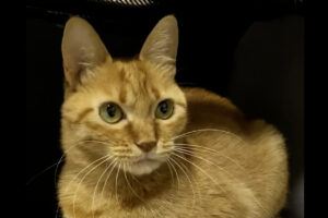 茶トラまるどら猫はお手手ないないのインストラクター！？リズムよく香箱座りする姿がかわいい！