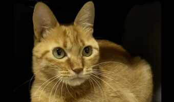 茶トラまるどら猫はお手手ないないのインストラクター！？リズムよく香箱座りする姿がかわいい！