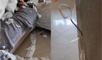 帰宅したらリビングがグチャグチャに荒らされ大惨事！？だけど現場には満足げな子の姿もありました