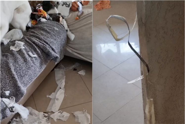 帰宅したらリビングがグチャグチャに荒らされ大惨事！？だけど現場には満足げな子の姿もありました