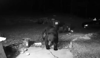 庭にクマが侵入してきた!しかし、ヒーローによって追い返された!その意外なヒーローとは?