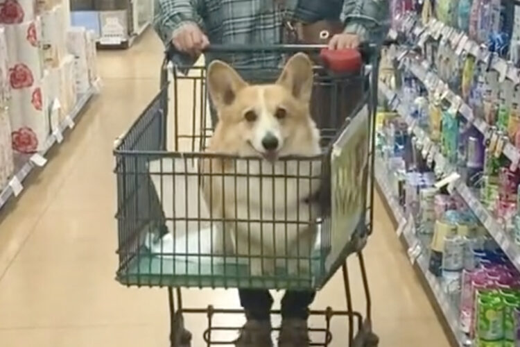 「かわいいが迫ってくる」カートに乗ってゆっくりアップになるコーギーがかわいすぎる！