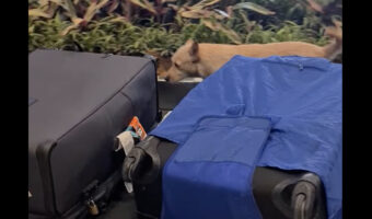 空港の手荷物ターンテーブルに犬の姿が!?この子は遊んでいるのではなく・・、この子にしかできないお仕事中です!!【海外・動画】