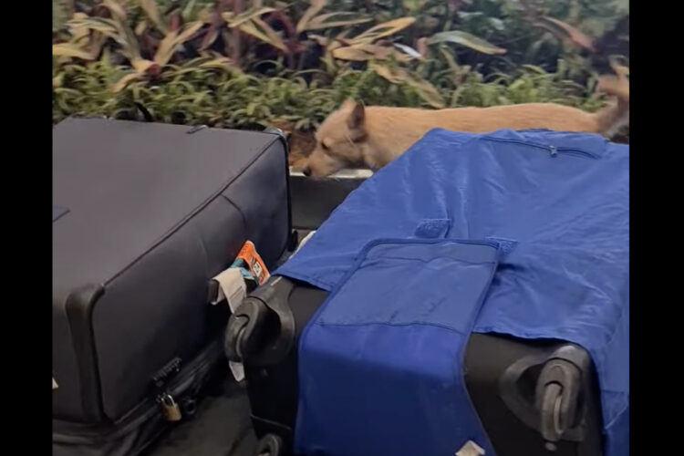 空港の手荷物ターンテーブルに犬の姿が！？この子は遊んでいるのではなく・・、この子にしかできないお仕事中です！！【海外・動画】