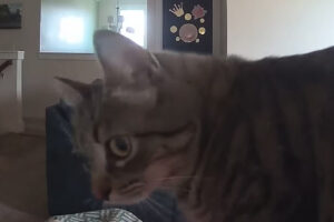 愛猫にカメラ越しに話しかけたら・・。飼い主さんの声に反応して振り向いて近付いてくるのがかわいすぎる！！