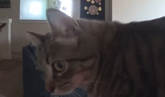 愛猫にカメラ越しに話しかけたら・・。飼い主さんの声に反応して振り向いて近付いてくるのがかわいすぎる!!