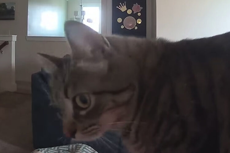 愛猫にカメラ越しに話しかけたら・・。飼い主さんの声に反応して振り向いて近付いてくるのがかわいすぎる！！