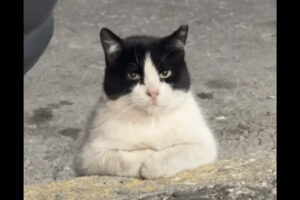 「ニャにか用？」道端で出会った座り込んでいる猫の圧がスゴい！！【海外・動画】