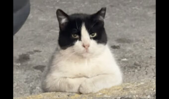 「ニャにか用？」道端で出会った座り込んでいる猫の圧がスゴい！！【海外・動画】