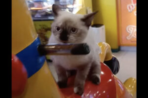 猫だって楽しく遊びたい？！ゲームセンターでキリンの乗り物に乗って満喫する姿がかわいい！！【海外・動画】