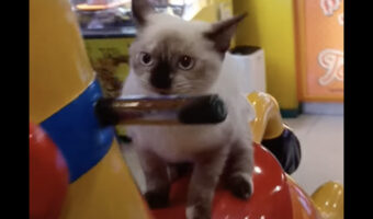 猫だって楽しく遊びたい?!ゲームセンターでキリンの乗り物に乗って満喫する姿がかわいい!!【海外・動画】