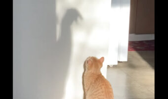 夢中になって遊ぶ猫。何度も何度もおててを伸ばすその先には・・、飼い主さんの手の影が！！【アメリカ・動画】