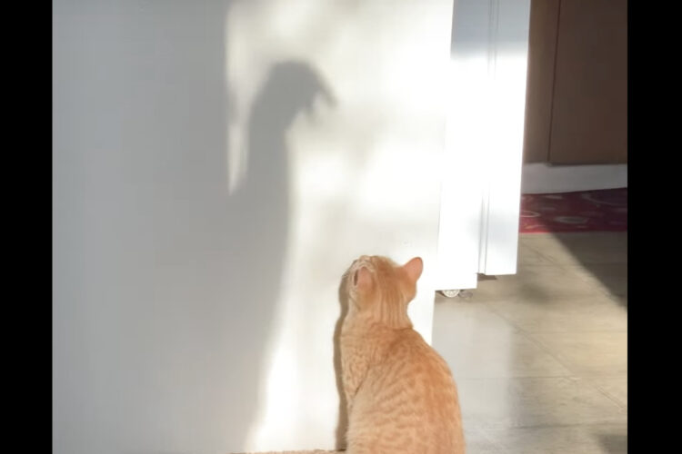 夢中になって遊ぶ猫。何度も何度もおててを伸ばすその先には・・、飼い主さんの手の影が！！【アメリカ・動画】