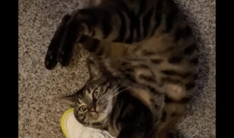 猫が飼い主さんの足元にスリスリ・・。だけどその体勢がスゴいことになっていますよ!!【アメリカ・動画】