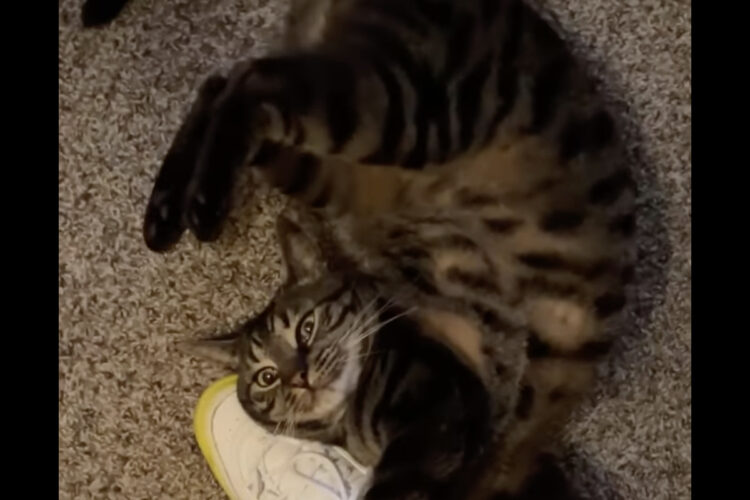 猫が飼い主さんの足元にスリスリ・・。だけどその体勢がスゴいことになっていますよ！！【アメリカ・動画】