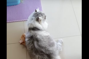そこはカーペットじゃないよ！猫が座り込んでいた場所にビックリ！！【海外・動画】