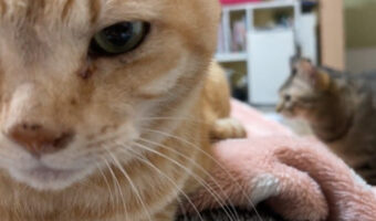 猫は飼い主さんの胸の上に乗りたいけれど・・。先客がいたので違う場所で寝ることにしました!!