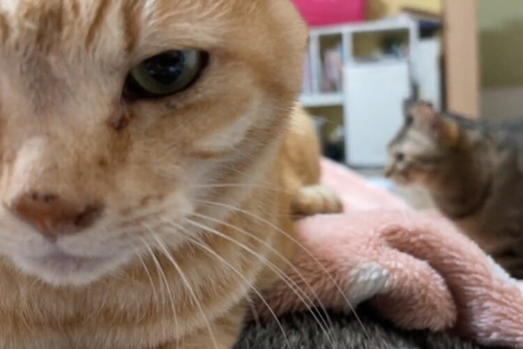 猫は飼い主さんの胸の上に乗りたいけれど・・。先客がいたので違う場所で寝ることにしました！！