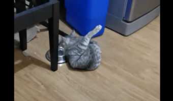 なんだかクセが強くない？水を飲む子猫の姿をよく見たら・・、後ろ足があがっています！！【海外・動画】