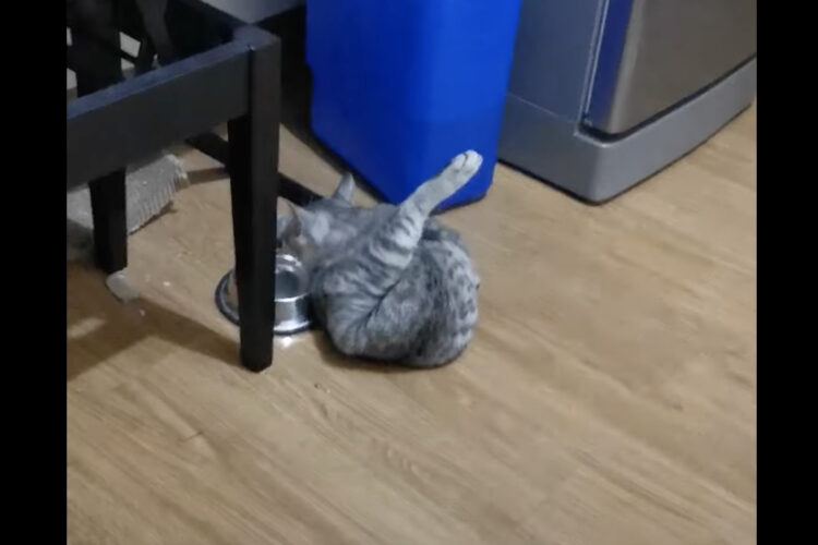 なんだかクセが強くない？水を飲む子猫の姿をよく見たら・・、後ろ足があがっています！！【海外・動画】