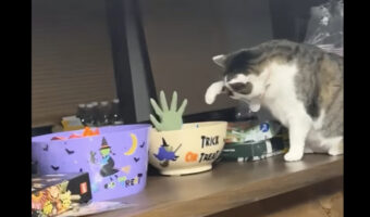 キャンディをもらおうとボウルに手を伸ばす猫。だけどこのボウルにはハロウィンの仕掛けが!!【アメリカ・動画】
