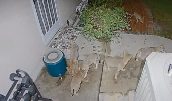 深夜に裏庭でひっそり行われたパーティー。コヨーテの子供たちが水を飲みに集まってきた！！【海外・動画】