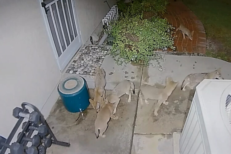 深夜に裏庭でひっそり行われたパーティー。コヨーテの子供たちが水を飲みに集まってきた！！【海外・動画】