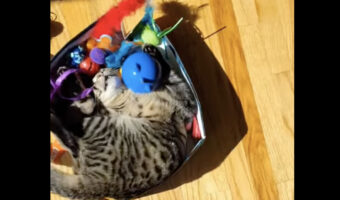 愛猫の今日のお昼寝スポットはオモチャ箱!気持ちよさそうに眠っていますが・・【アメリカ・動画】