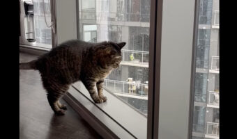 シカゴの初雪を楽しむ猫。窓辺で眺めたり雪をキャッチしようとするのがかわいい！！【アメリカ・動画】