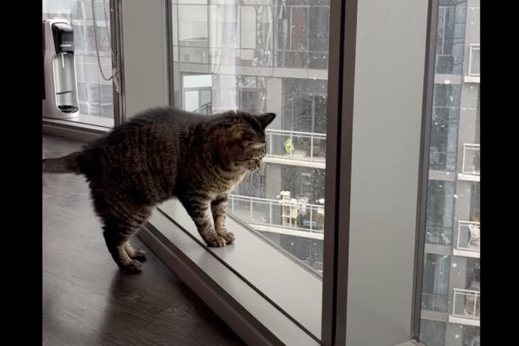 シカゴの初雪を楽しむ猫。窓辺で眺めたり雪をキャッチしようとするのがかわいい！！【アメリカ・動画】