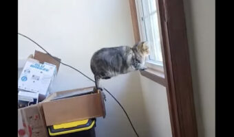 猫の体がまっすぐ宙に浮いている！？外を眺める猫の不思議な姿にビックリ！！