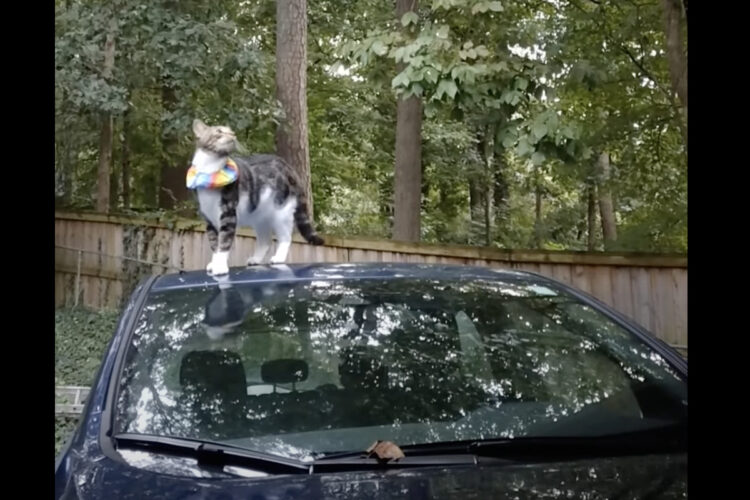 足元が滑りやすかった？車の上の猫が意を決してベランダに向かってジャンプした結果・・！！【アメリカ・動画】