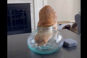 猫の体が液体過ぎる！花瓶の狭い口に頭を通して・・全身入ったと思ったら頭を口から出しました！！【アメリカ・動画】